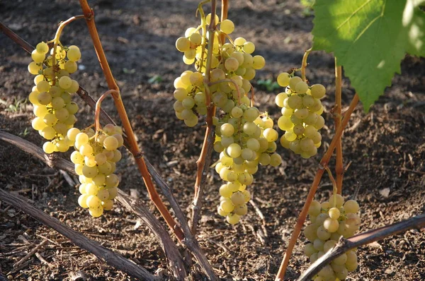 Wijnstok Rijpe Druif Felle Kleuren Van Herfst — Stockfoto