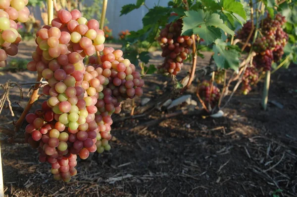 Vigne Raisin Mûr Couleurs Vives Automne — Photo