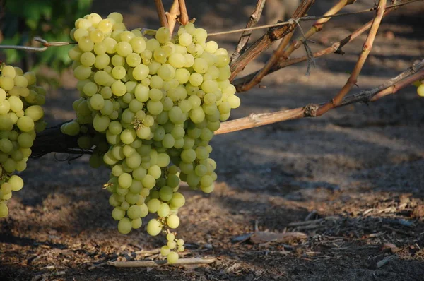 Vinha Uva Madura Cores Brilhantes Outono — Fotografia de Stock