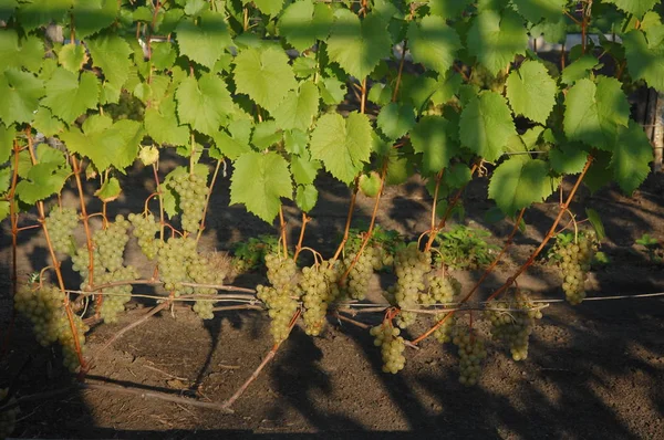 Vigne Raisin Mûr Couleurs Vives Automne — Photo