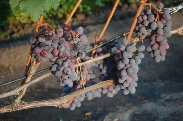 Weinrebe Reife Trauben Leuchtende Farben Des Herbstes — Stockfoto