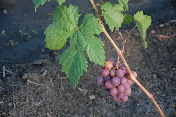 Vine Ripe Grape Bright Colors Autumn — Stock Photo, Image
