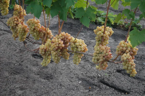 Asma. olgun üzüm. sonbaharın parlak renkleri