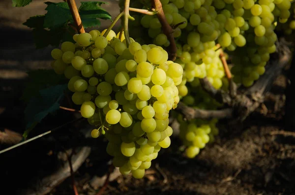 Vid Uva Madura Colores Brillantes Del Otoño — Foto de Stock