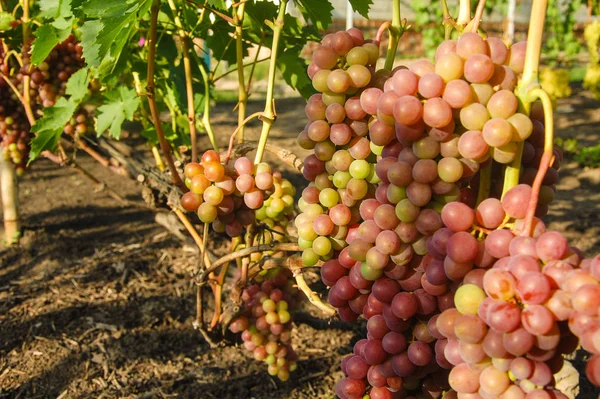 Wijnstok Rijpe Druif Felle Kleuren Van Herfst — Stockfoto