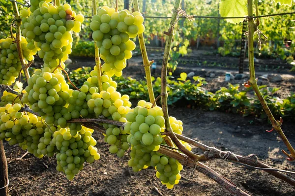 Wijnstok Rijpe Druif Felle Kleuren Van Herfst — Stockfoto