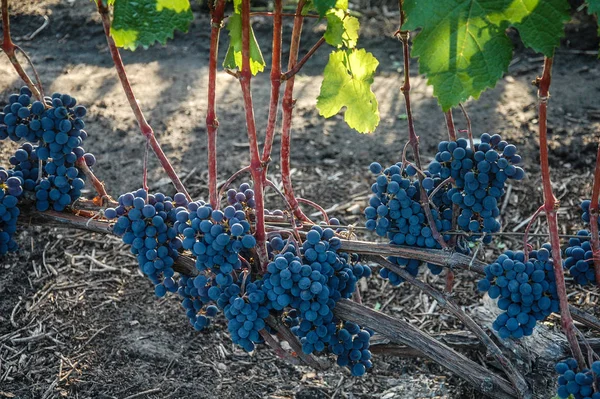 Asma. olgun üzüm. sonbaharın parlak renkleri