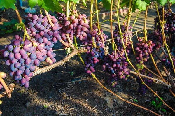 Vigne Raisin Mûr Couleurs Vives Automne — Photo