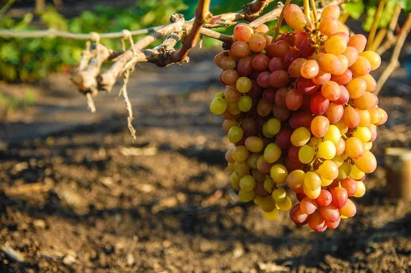 Vigne Raisin Mûr Couleurs Vives Automne — Photo