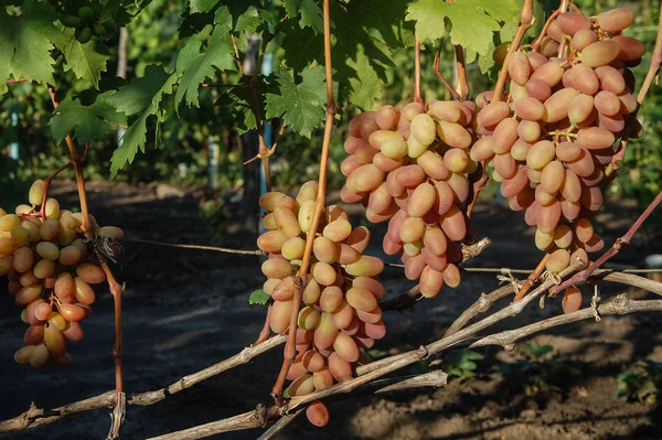 Vigne Raisin Mûr Couleurs Vives Automne — Photo