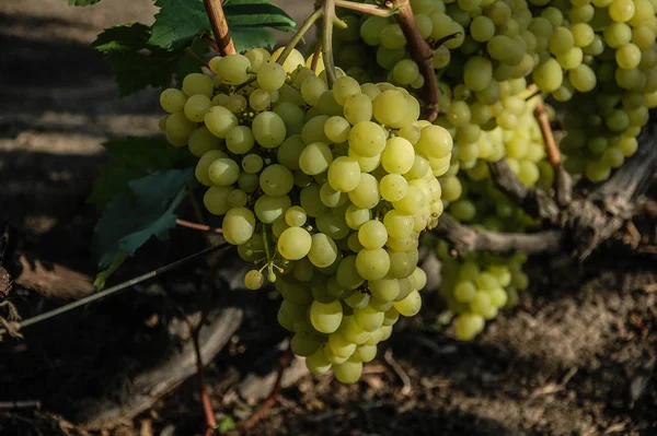 Vid Uva Madura Colores Brillantes Del Otoño — Foto de Stock