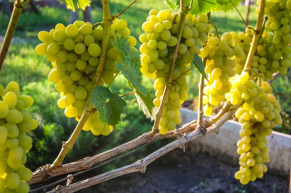 Asma. olgun üzüm. sonbaharın parlak renkleri