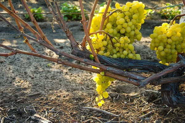 Asma. olgun üzüm. sonbaharın parlak renkleri