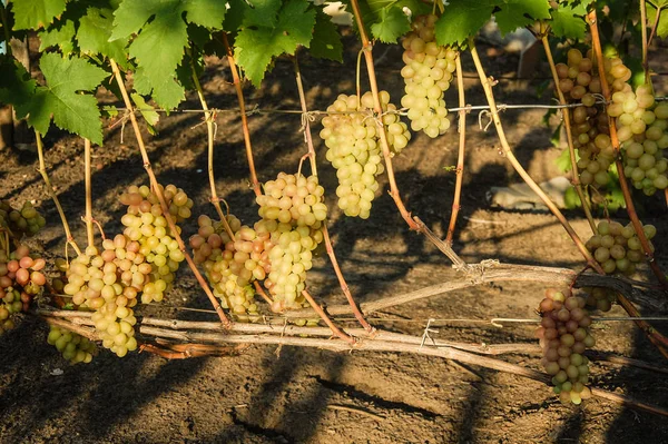 Vigne Raisin Mûr Couleurs Vives Automne — Photo