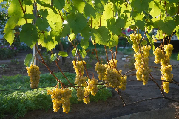 Vigne Raisin Mûr Couleurs Vives Automne — Photo