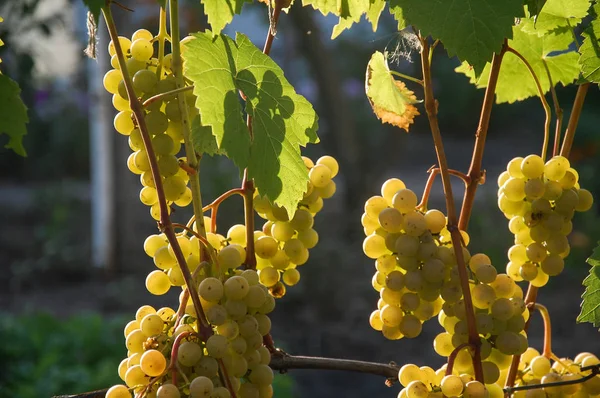 Vigne Raisin Mûr Couleurs Vives Automne — Photo