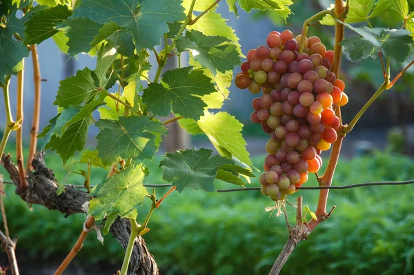 Vigne Raisin Mûr Couleurs Vives Automne — Photo