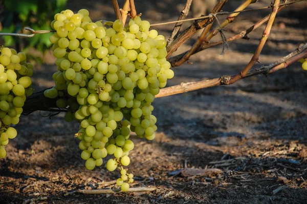 Vigne Raisin Mûr Couleurs Vives Automne — Photo