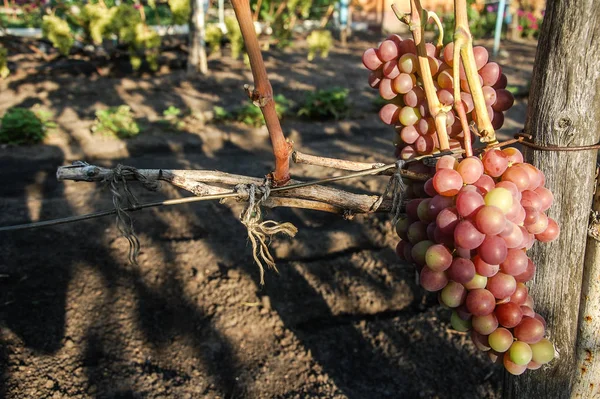 Vigne Raisin Mûr Couleurs Vives Automne — Photo