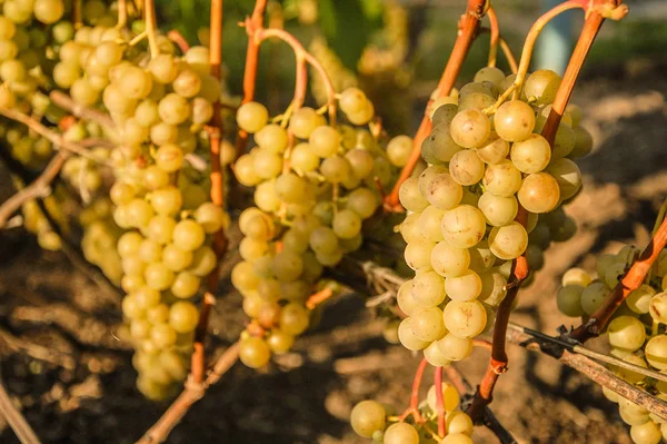 Vigne Raisin Mûr Couleurs Vives Automne — Photo