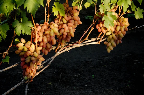 Vigne Raisin Mûr Couleurs Vives Automne — Photo