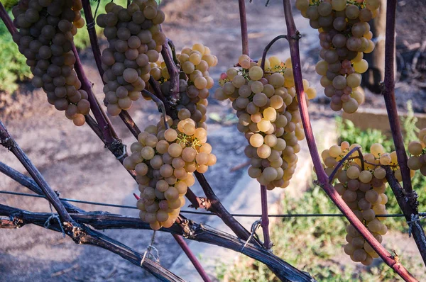 Vigne Raisin Mûr Couleurs Vives Automne — Photo