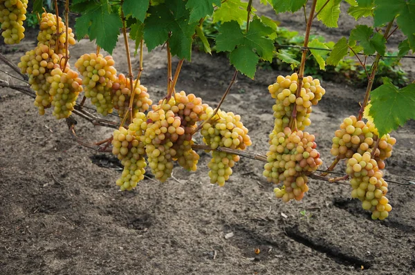 Vigne Raisin Mûr Couleurs Vives Automne — Photo