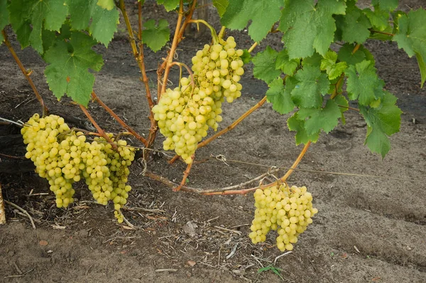 Asma. olgun üzüm. sonbaharın parlak renkleri