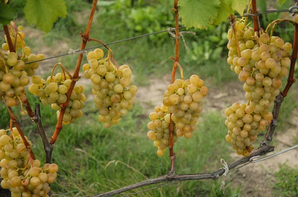 Asma. olgun üzüm. sonbaharın parlak renkleri