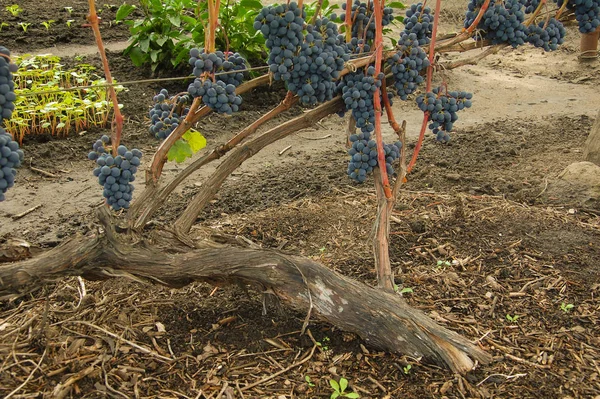 Vine Ripe Grape Bright Colors Autumn — Stock Photo, Image