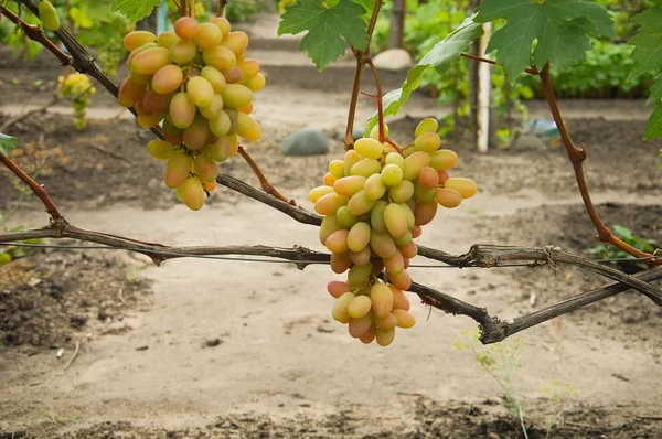 Vigne Raisin Mûr Couleurs Vives Automne — Photo