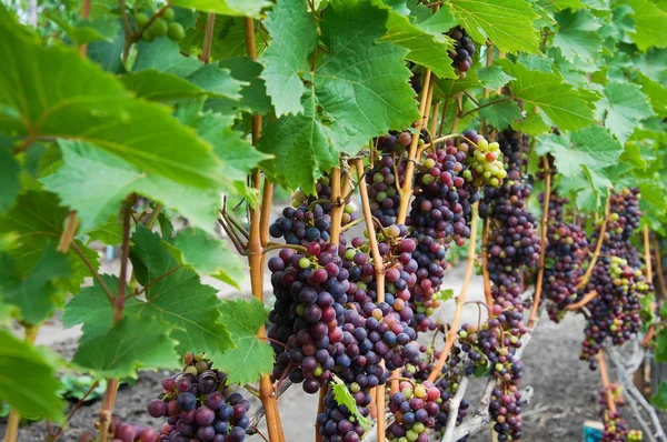 Winorośli Dojrzałych Winogron Jasne Kolory Jesieni — Zdjęcie stockowe