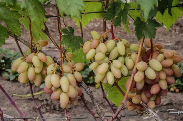 Vigne Raisin Mûr Couleurs Vives Automne — Photo