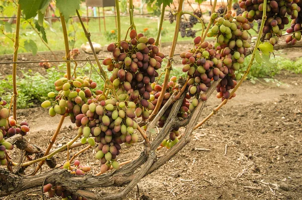 Asma. olgun üzüm. sonbaharın parlak renkleri