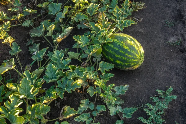 green striped watermelons in the watermelon field