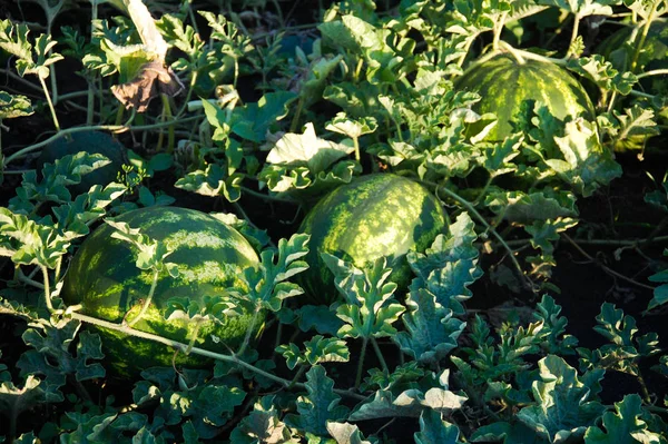 green striped watermelons in the watermelon field