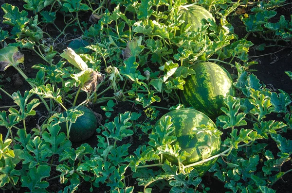 karpuz alanında yeşil çizgili karpuz