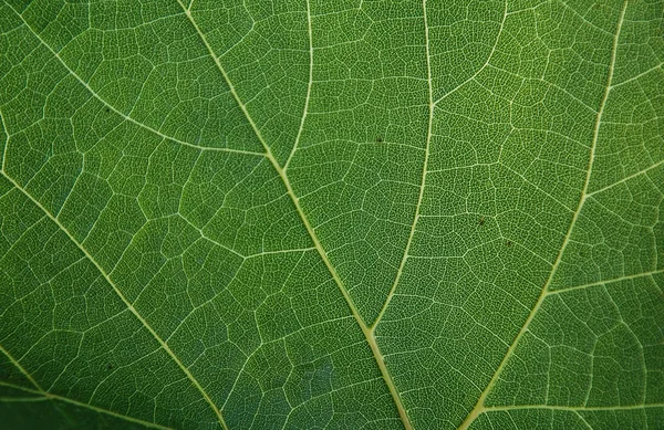 Estrutura Fundo Folha Uva Verde — Fotografia de Stock