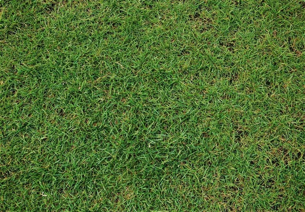 yeşil çimen dokusu arkaplanı