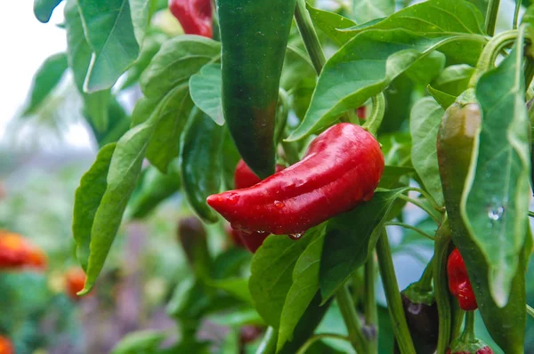 Çiftlikteki bir çalıda kırmızı biber