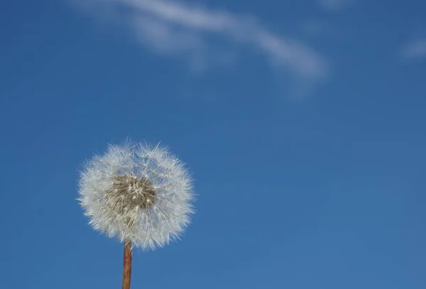 gökyüzü arka planda kabarık beyaz karahindiba
