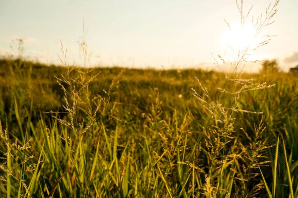 çayır üzerinde sıcak yaz gün batımı