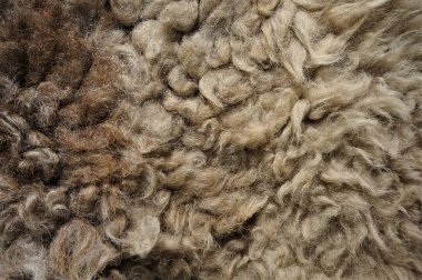 Koyun yünü doku arka plan