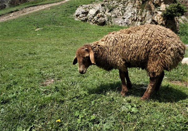 Ovinos Castanhos Pastando Pasto — Fotografia de Stock