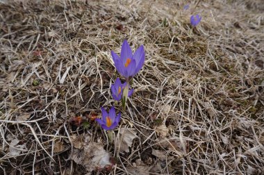 ilk çiçekler kardelen crocuses