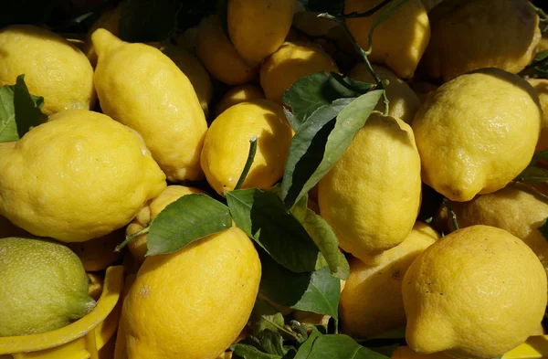 sarı olgun Amalfi limon parlak güneş tarafından aydınlatılmış