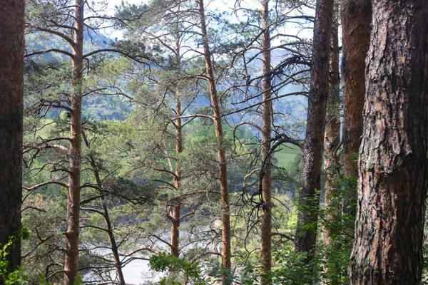 Sibirya taiga sınırsız expanses