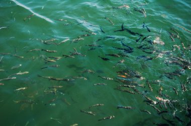 Deniz suyundaki bir balık sürüsü.