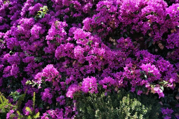 çiçek açan mor begonvillerin arka planı