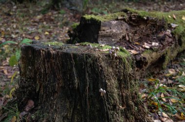 Ormandaki bir kütükte mantarlar